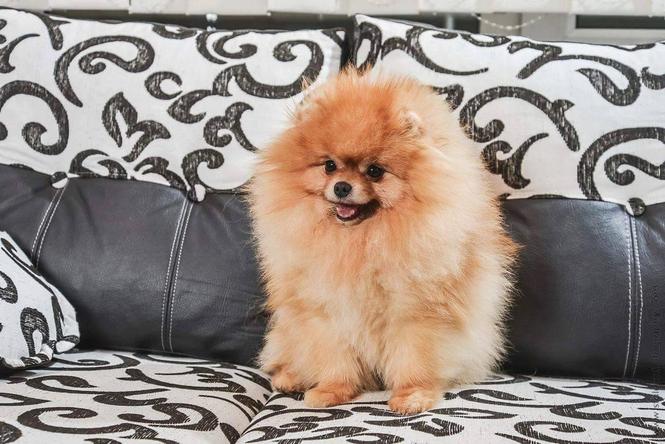 Pomeranski spic Boo prelepi stenci