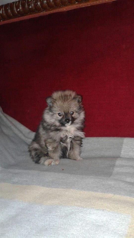 Pomeranski-špic-štene
