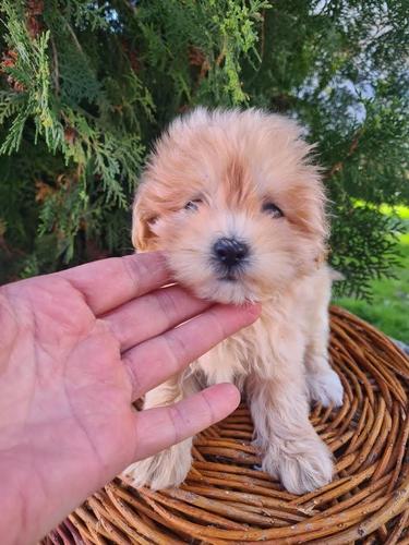 Maltipoo štenci 