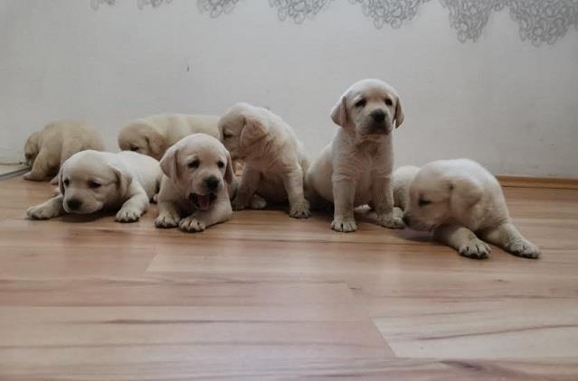 Top-leglo-Labrador-retrivera