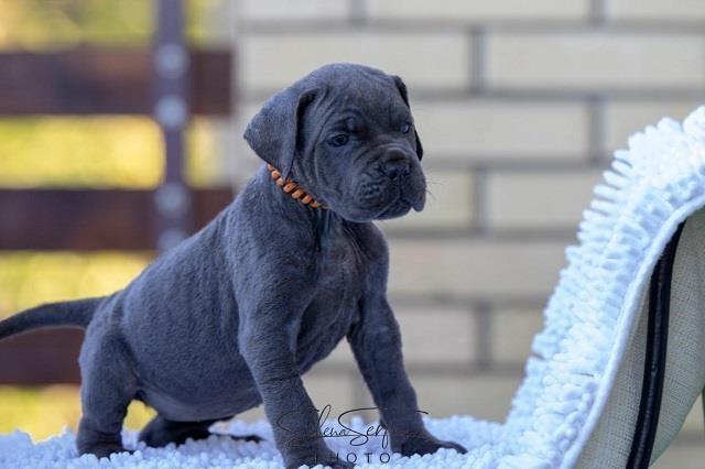 Cane-corso