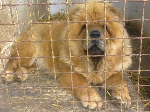 CHOW-CHOW--mlada-zenka