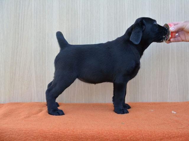 Labrador-retriver--stenci