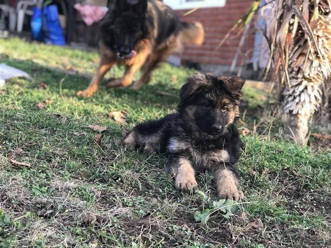Stenad nemackog ovcara