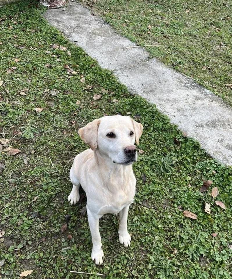 Labrador-štenci-