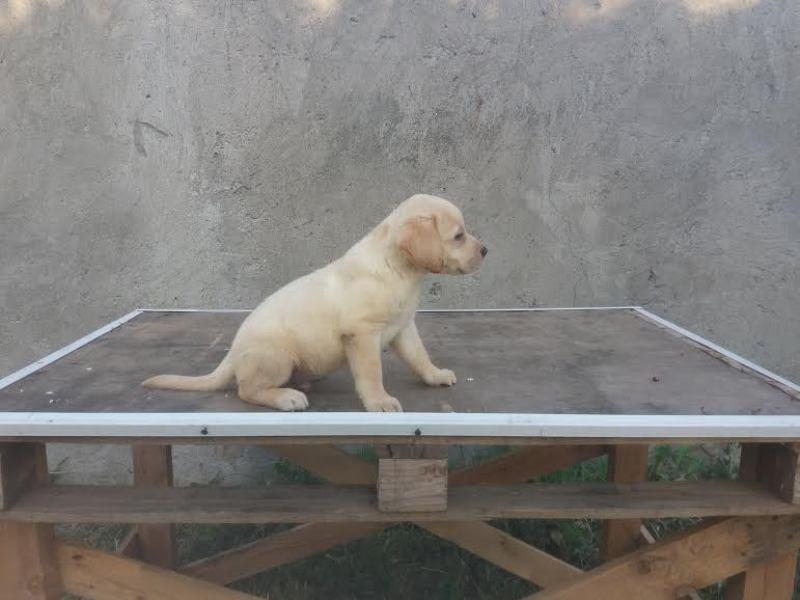 Labrador-štenci--vrhunskog-porekla--