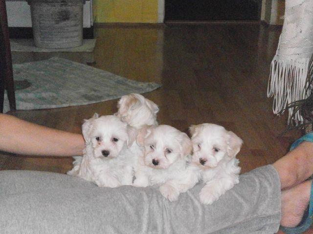 Stenad-maltezera