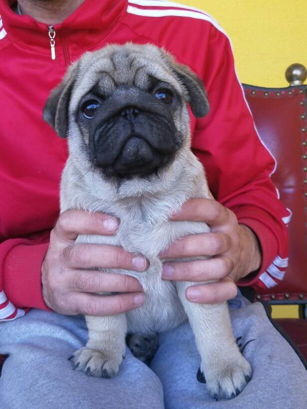 Mops-štenci-