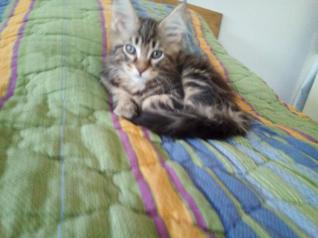 Main-coon-mačići-