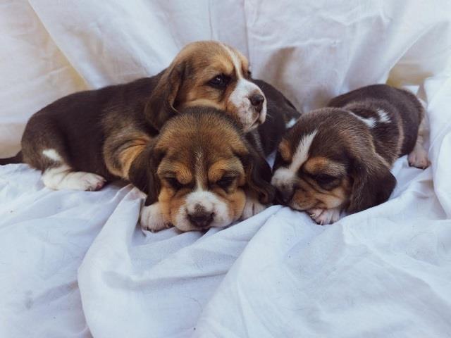 Bigl