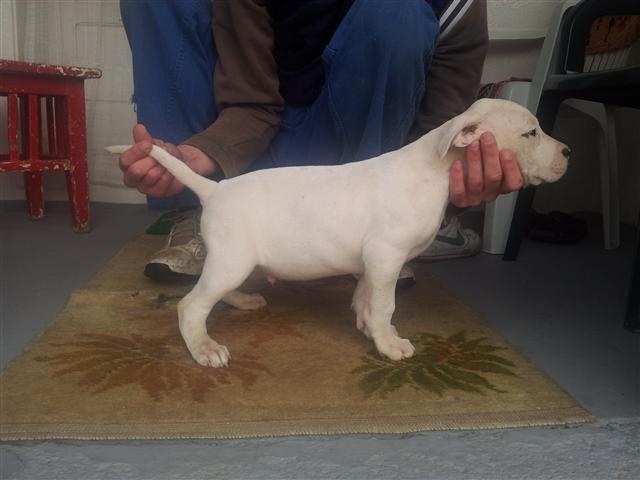 Dogo-Argentino-Stenad