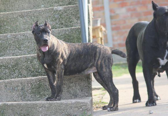 Cane-corso-štenci