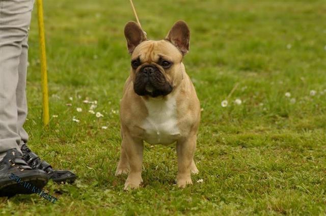 Francuski-buldog-parenje