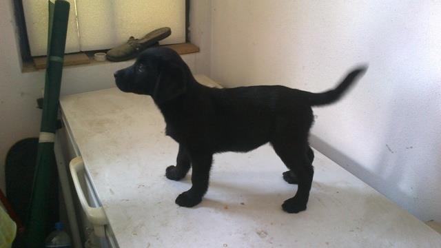 Labrador-retriver-stenci