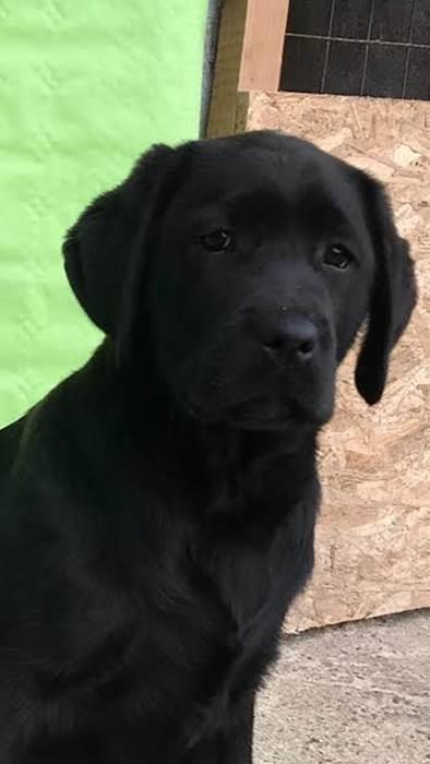 Labrador-Retriver-VRHUNSKI-ŠTENCI