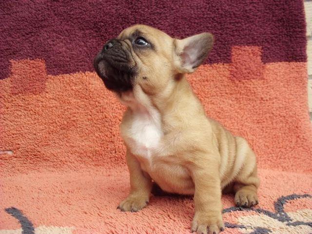Francuski-buldog--štenad