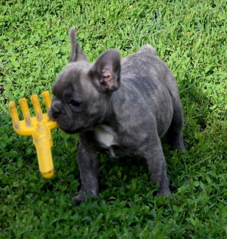 Francuski-buldog-štenci