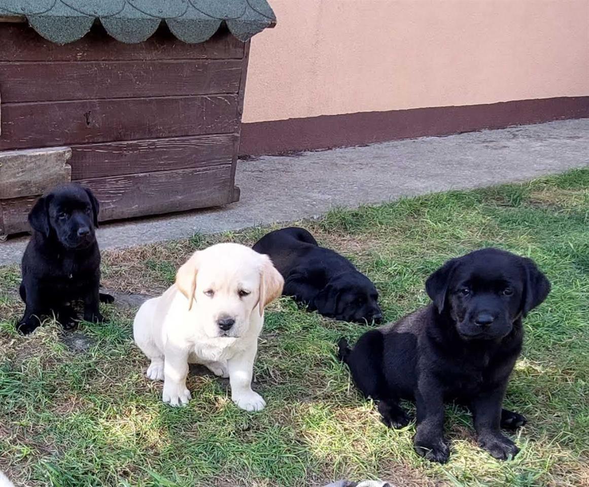 LABRADOR-RETRIVER