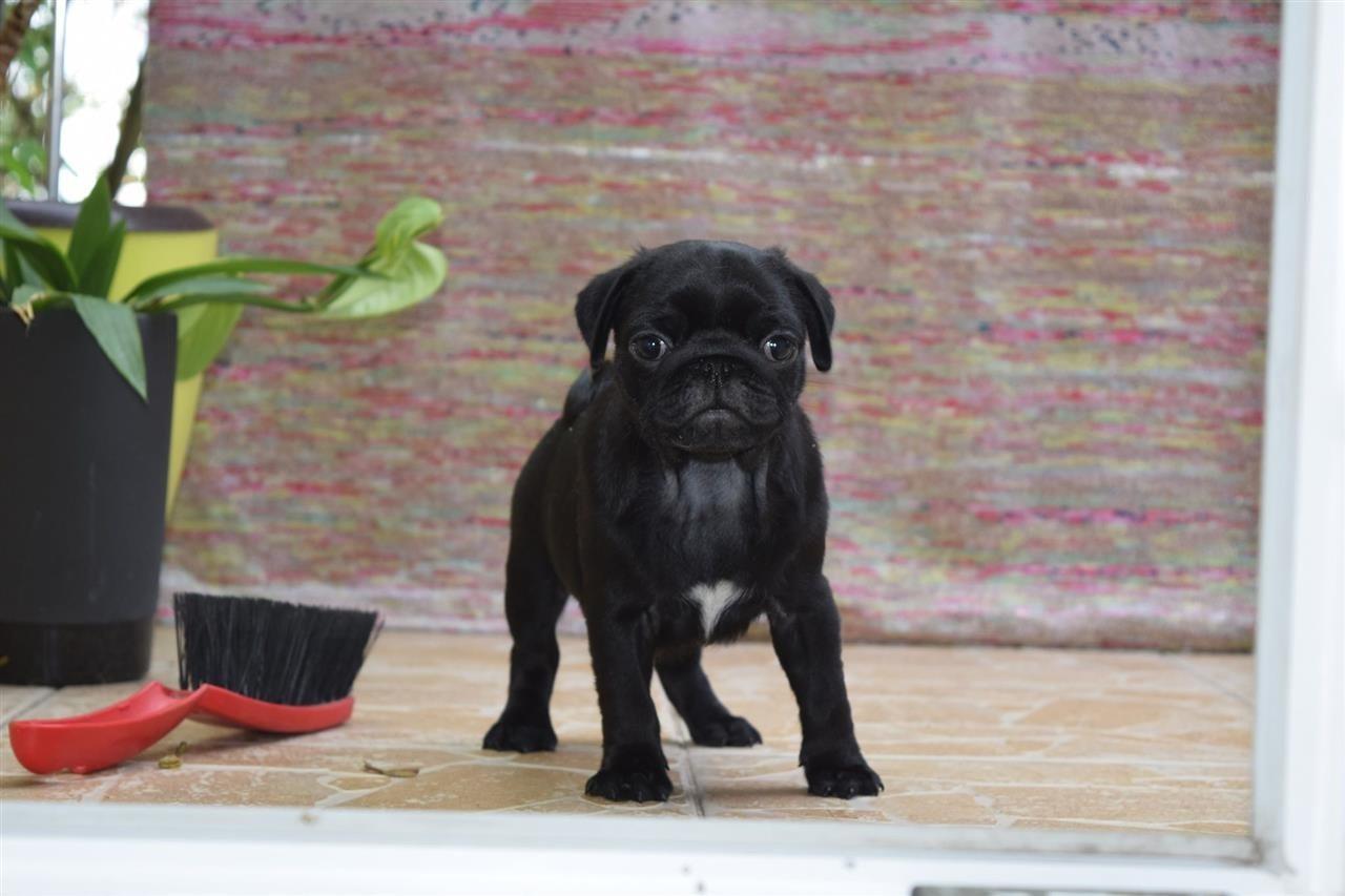 Mops-štenci-na-prodaju
