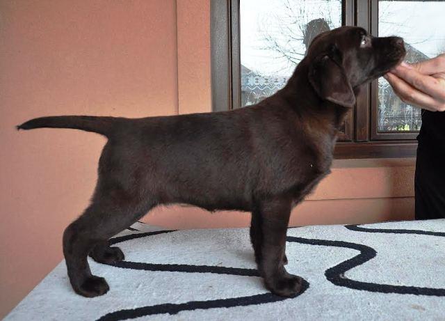 Cokoladni-stenci-Labrador-Retrivera