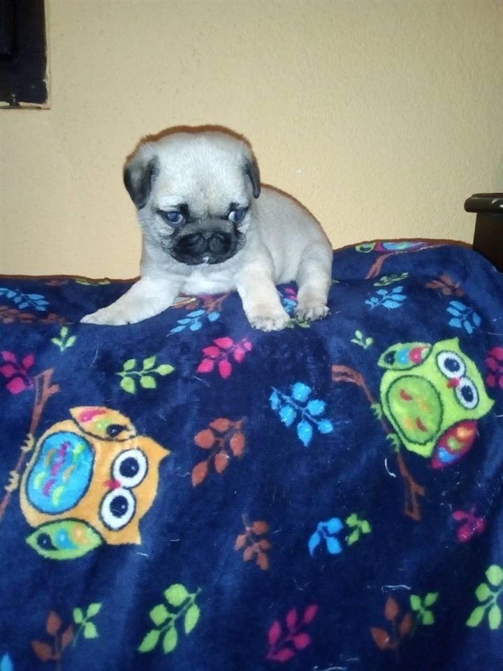 Mops-i-čivava-štenci-na-prodaju