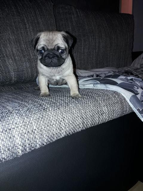 Mops-stenci