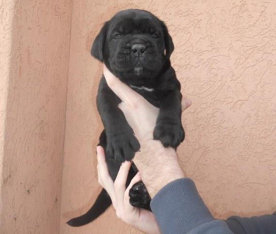 Cane Corso stenci - extra kvaliteta