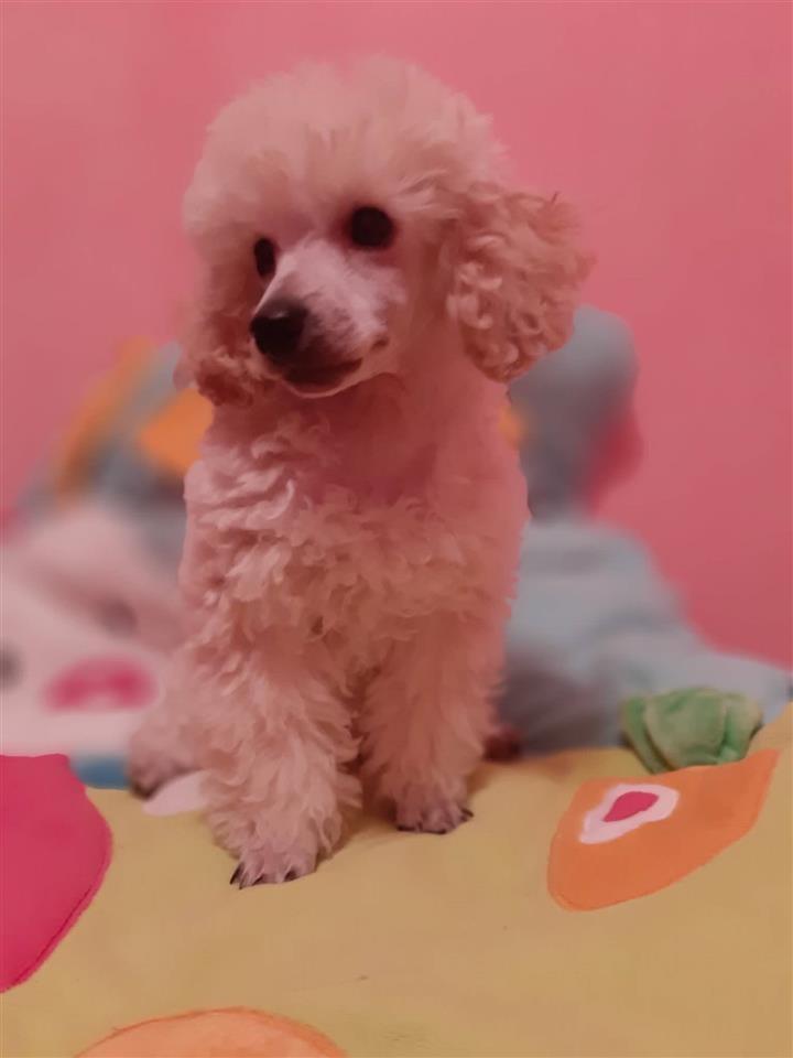 Toy-Pudla