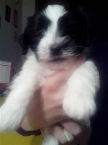Coton-de-Tulear