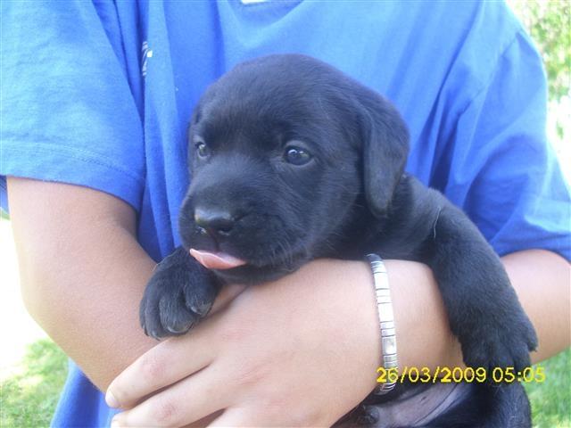 Labrador retriver stenci