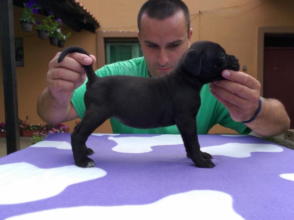Cane-corso-stenci