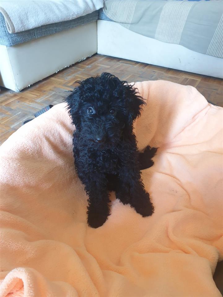 Francuska-pudla