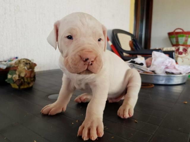 Dogo-Argentino--stenci