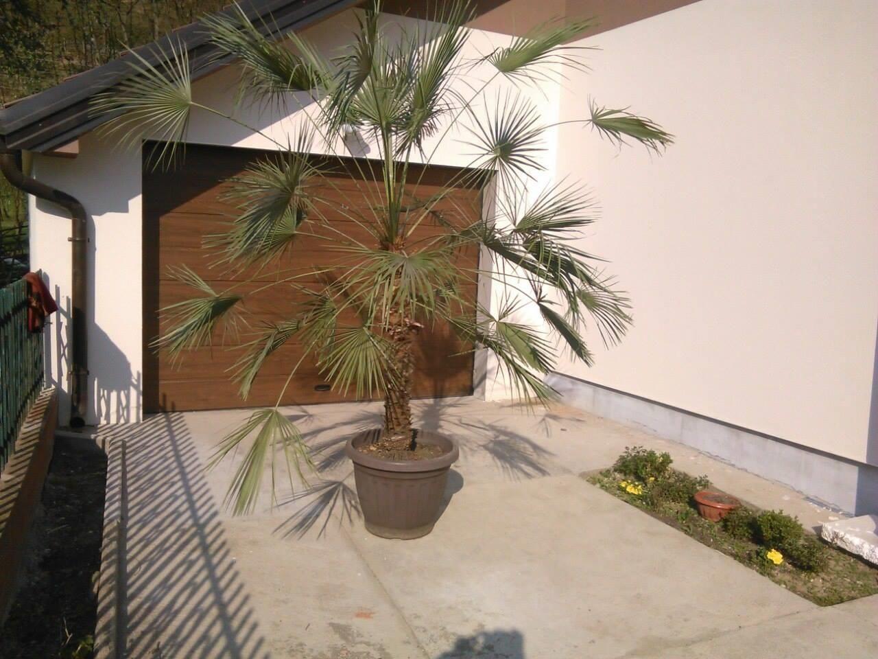 Palmu