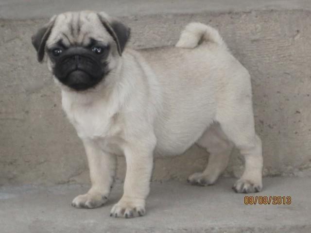 Mops-stenad-