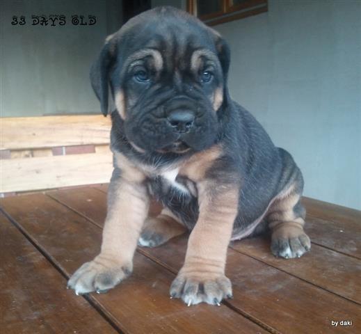 Cane-Corso---odlicna-stenad