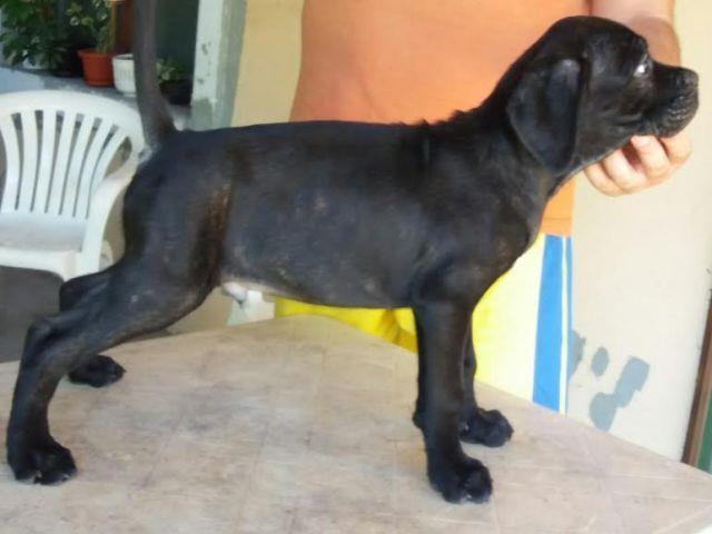 -Stenci-Cane-Corso--