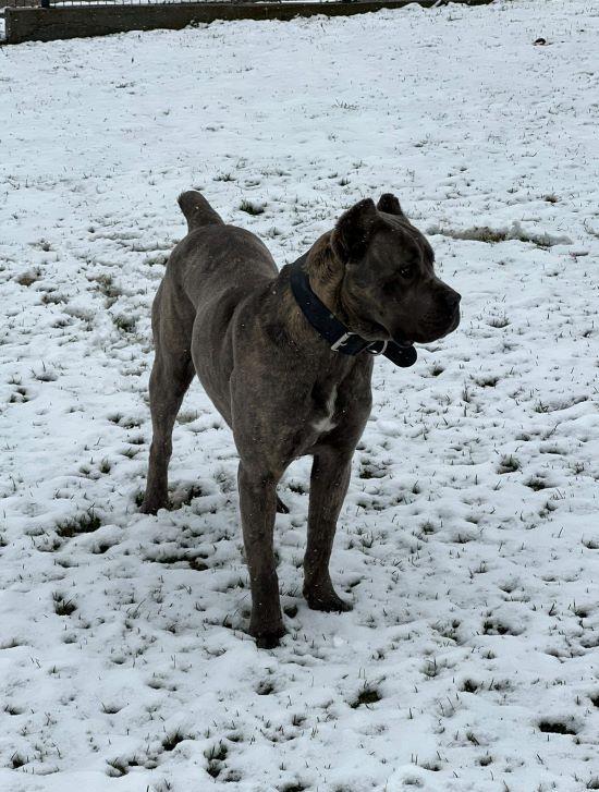 Cane-Corso-štenci
