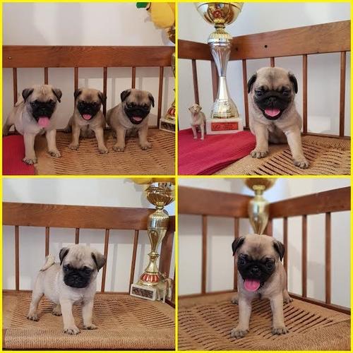 Mops, prelepi štenci