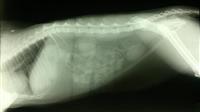 Veterinarska ordinacija GUTA