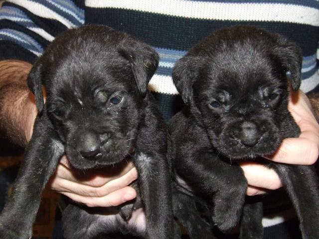 Cane Corso - prvobirani stenci vrh. porekla