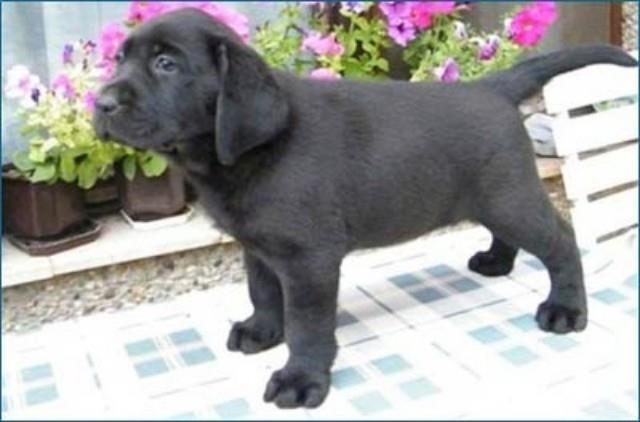 Labrador-stenci