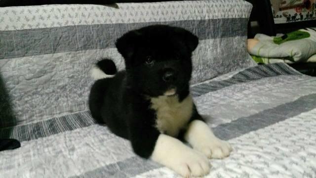 Američka-akita--štenci