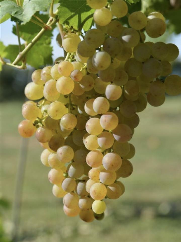 Prodajem-belo-vinsko-grožđe-sorte-RKACITEL