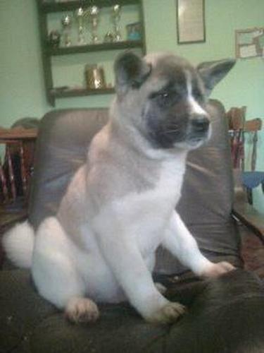 Americka Akita stenad