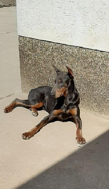 Doberman-zenka