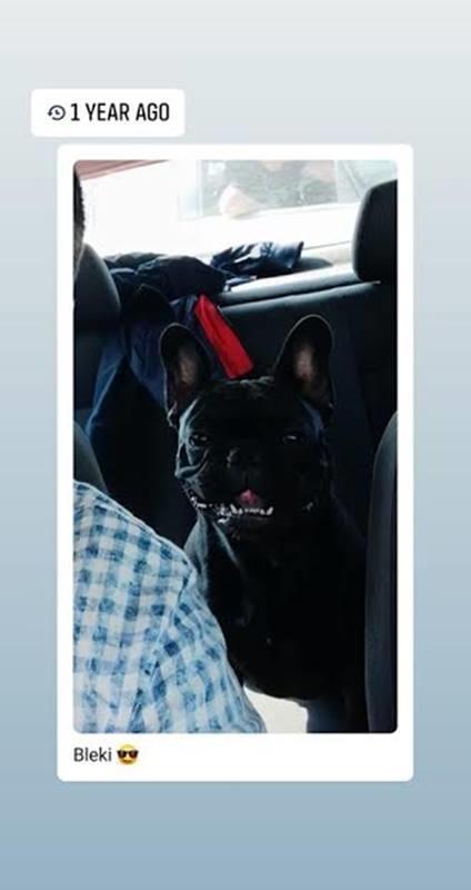 Francuski-buldog-