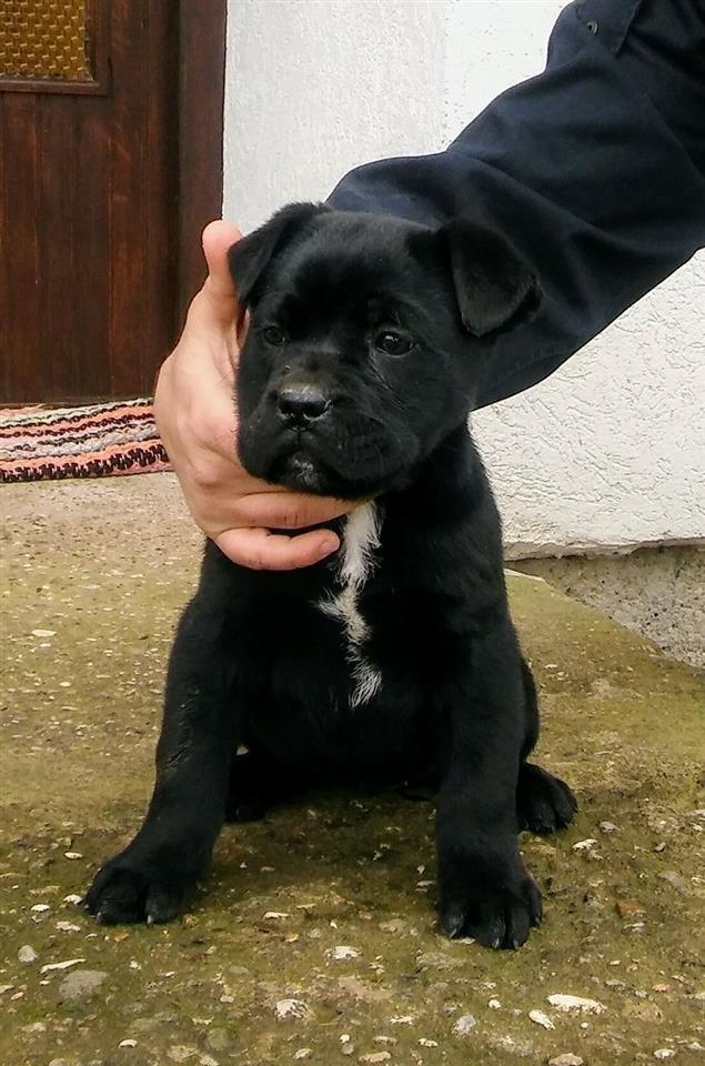 Cane-Corso-stenci-na-prodaju