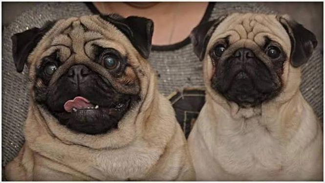 MOPS stenci 