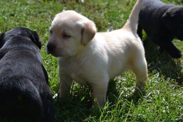 Labrador-stenci-odlicne-krvne-linije